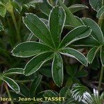Alchemilla alpigena Blatt