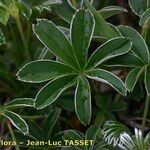 Alchemilla alpigena Leaf