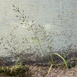 Eragrostis minor Maua