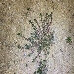 Bassia hyssopifolia 叶