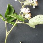 Rubus leightonii Flower