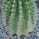 Ferocactus herrerae Foglia
