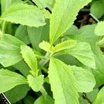 Stevia rebaudiana Лист