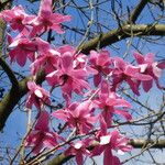 Magnolia campbellii Õis