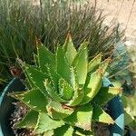 Aloe brevifolia树皮