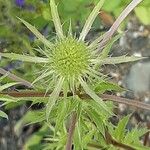 Eryngium planum Flower