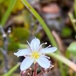 Minuartia laricifolia Flower