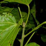 Pterygota excelsa Fruto