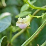 Phaseolus vulgaris Flors