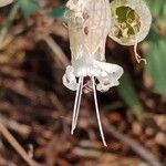 Silene vulgaris Floare