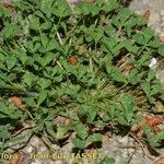 Trifolium suffocatum Libunga