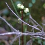 Pyrola chlorantha Virág