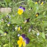 Viola tricolorFlors