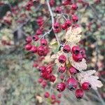 Crataegus laciniata Frucht