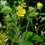 Potentilla inclinata Συνήθη χαρακτηριστικά