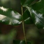 Ruizterania albiflora Hábito