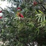 Callistemon viminalis Blomst