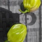 Capsicum chinense Fruit