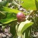 Protea nitida Blüte