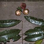 Neoptychocarpus apodanthus ᱡᱚ