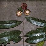 Neoptychocarpus apodanthus Froito