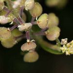 Lepidium lasiocarpum Bloem