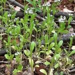 Valeriana locusta Vekstform