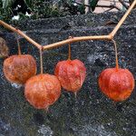 Physalis alkekengi Fruto