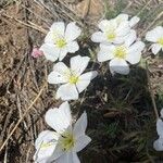 Oenothera albicaulis Çiçek