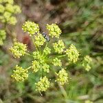 Peucedanum alsaticum Blüte