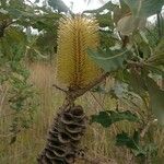 Banksia dentata