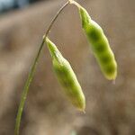 Vicia tetrasperma Fruit