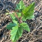 Rubus trivialis Leaf