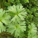 Geranium carolinianum Blatt