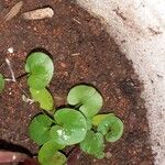 Dichondra carolinensis Feuille