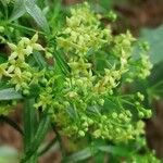 Rubia agostinhoi Flower