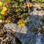 Potentilla brauneana Blomst