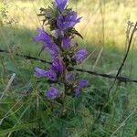 Campanula cervicaria Fleur