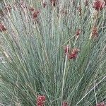 Juncus acutus Fuelha