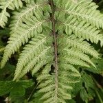 Athyrium niponicum Hoja