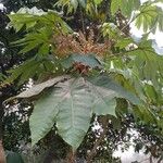 Tetrapanax papyrifer 叶