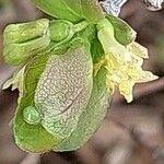Lonicera caerulea Blüte