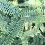 Gleichenella pectinata Hoja
