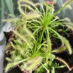 Drosera capensis Blad