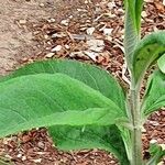 Buddleja globosa पत्ता