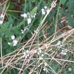 Verbena officinalisLorea