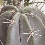 Stenocereus stellatus Levél