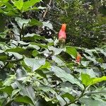 Costus scaber Lorea