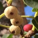 Ficus salicifolia Frutto