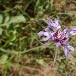 Scabiosa atropurpurea Květ